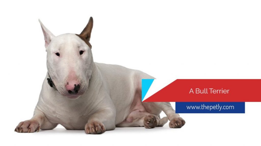 bull terrier The Bull Terrier Dog
