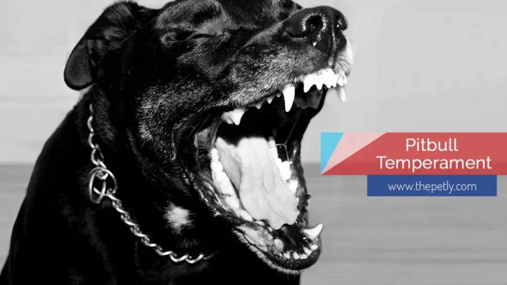 Pitbull Temper Image of Pitbull is a Natural Tempered Dog