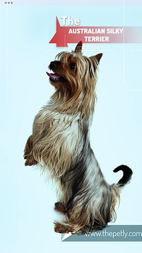 The image of the Australian Silky Terrier