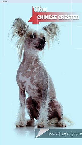 The image of The Chinese Crested Dog Breed