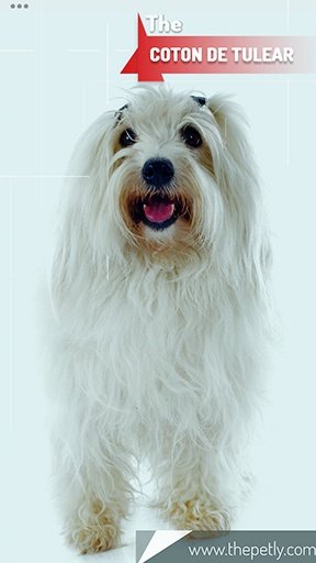 The picture of the Coton De Tulear dog breed