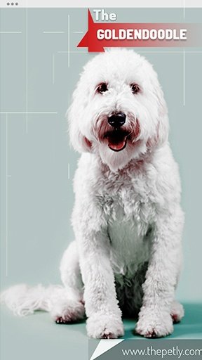 The picture of the Goldendoodle dog breed
