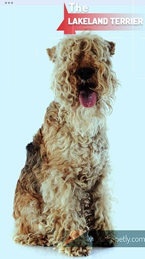 The image of the Lakeland Terrier dog breed
