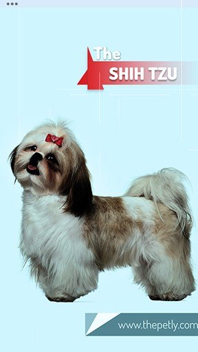 The image of the Shih Tzu dog breed