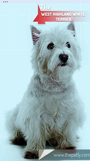 The picture of the West Highland White Terrier dog bree
