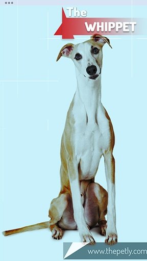 The picture of the Whippet dog breed