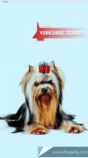 The picture of the Yorkshire Terrier dog breed