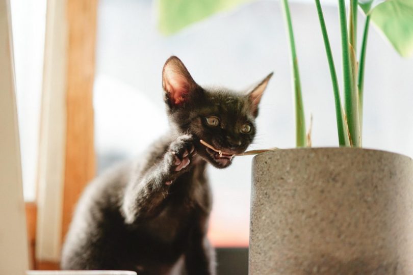 Essential Facts About The Lykoi Cat Breed What You Need To Know