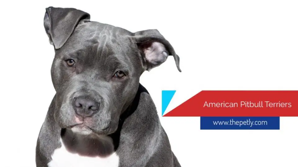 Image of The American Pitbull Terrier Breed