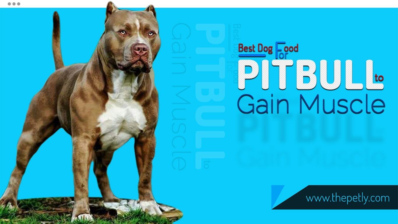best food for pitbulls to gain muscle