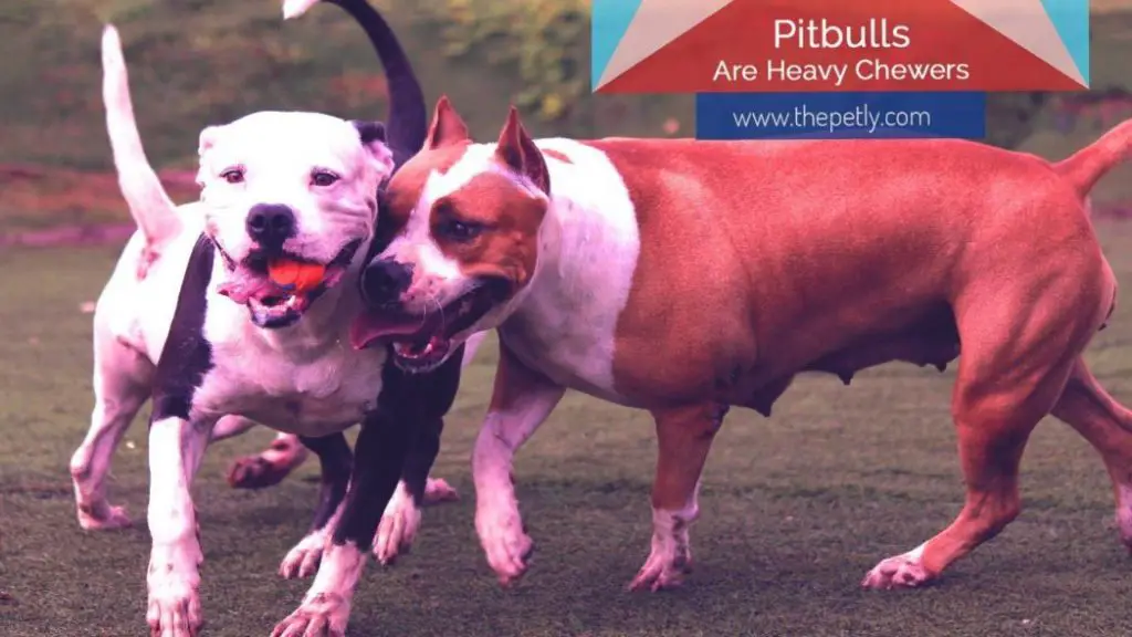 Pitbulls playing