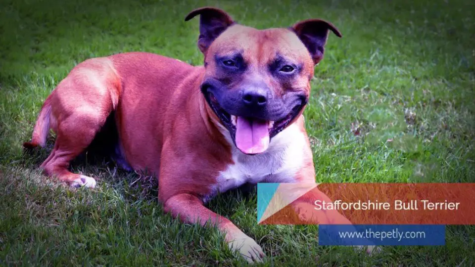 Image of The Staffordshire bull terriers