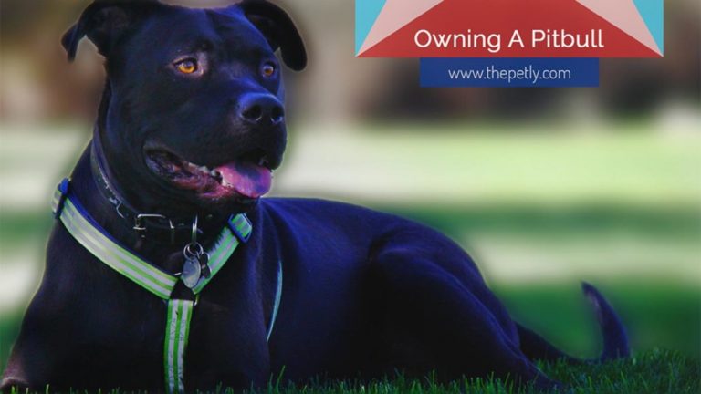Owning A Pitbull For The First Time (7 Things You Should Know)