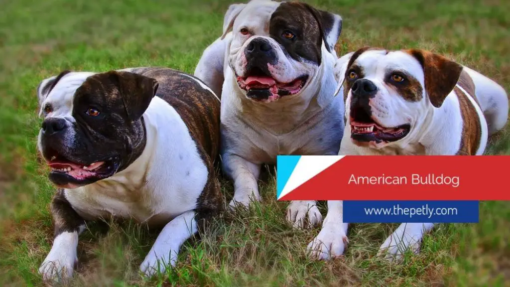 Image of The American Bulldogs - Pitbulls