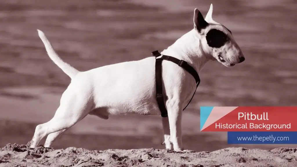 image of the Pitbull historical background