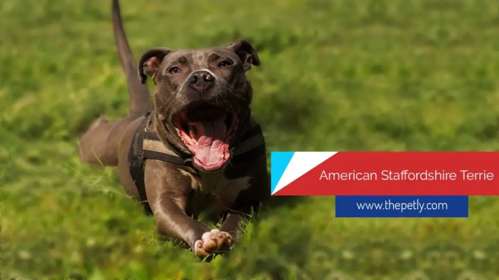 Image of the american staffordshire terrier