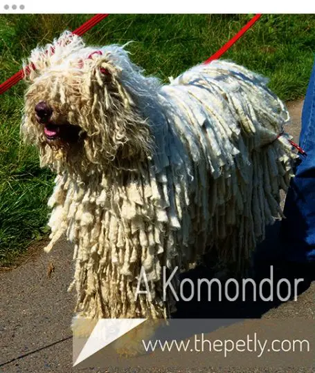 A Picture of A Komondor Dog Breed