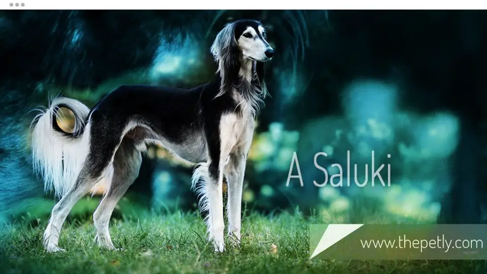 A Picture of A Saluki Dog Breed