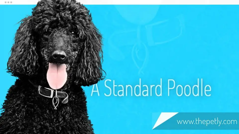 A Picture of A Standard Poodle Dog Breed