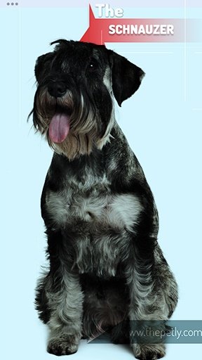 Image of the Standard Schnauzer Dog Breed