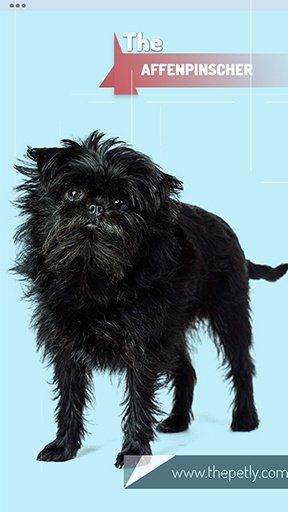 Image of the Affenpinscher