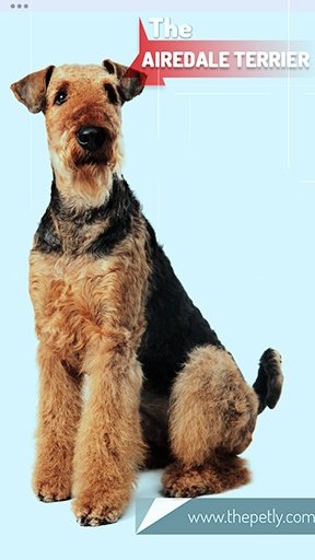 The image of the Airedale Terrier Dog Breed