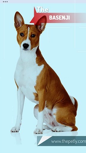 The image of the Basenji