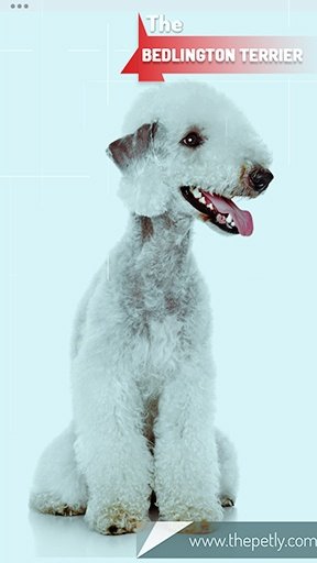 Bedlington Terrier