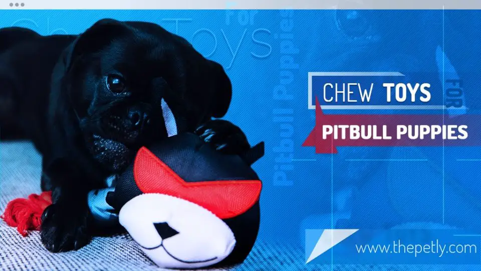 toughest chew toys for pit bulls