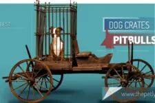 pitbull in dog cage