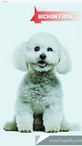 The picture of the Bichon Frise dog breed