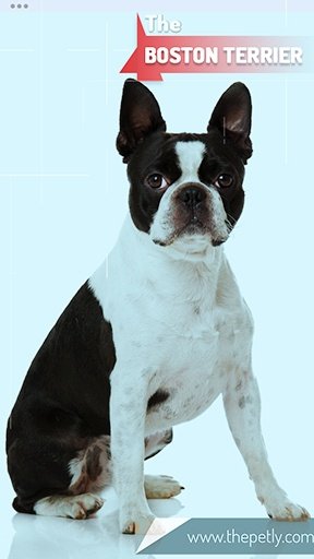 The picture of the Boston Terrier dog breed