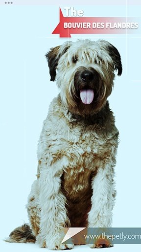 The image of the Bouvier Des Flandres dog breed sitting