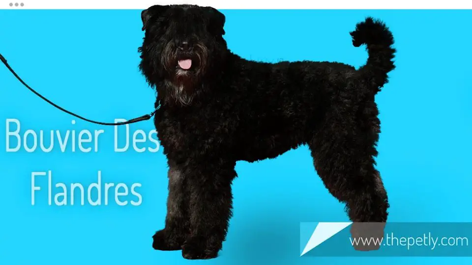 A picture of Bouvier Des Flandres Dog Breed