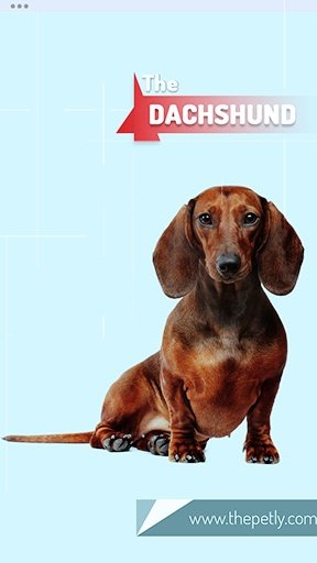 The picture of the Dachshund dog breed