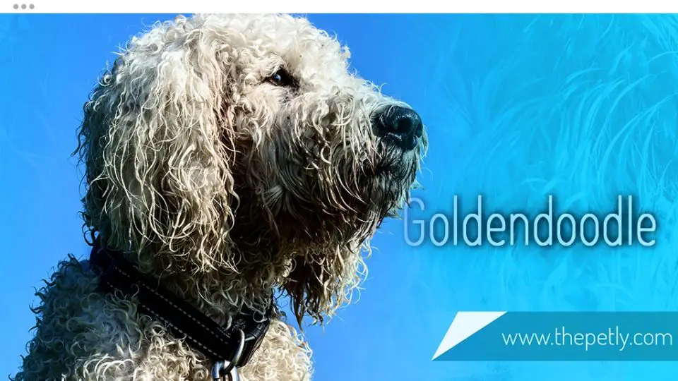 A Picture of a Goldendoodle Dog Breed