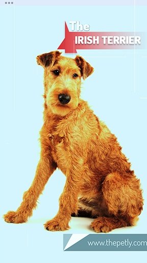 Image of the Irish Terrier dog breed