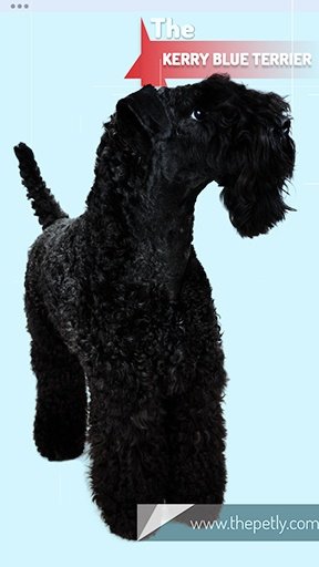 The image of the Kerry Blue Terrier dog breed