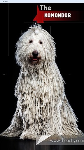 The image of the Komondor dog breed