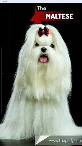The picture of the Maltese dog breed