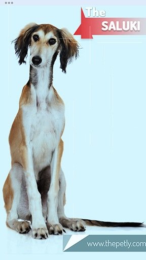 Image of the Saluki Dog Breed Seated