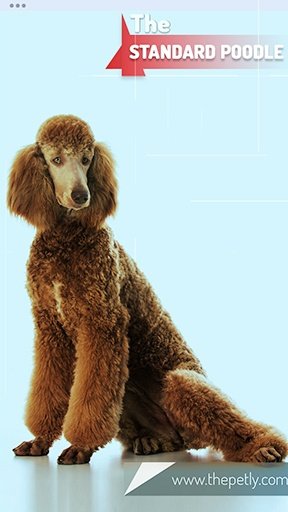 Image of the brown Standard Poodle dog breed sited