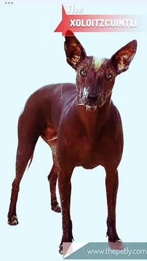 The picture of the Xoloitzcuintli dog breed