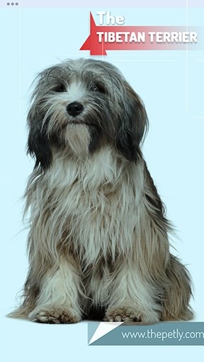 The image of the Tibetan Terrier dog breed