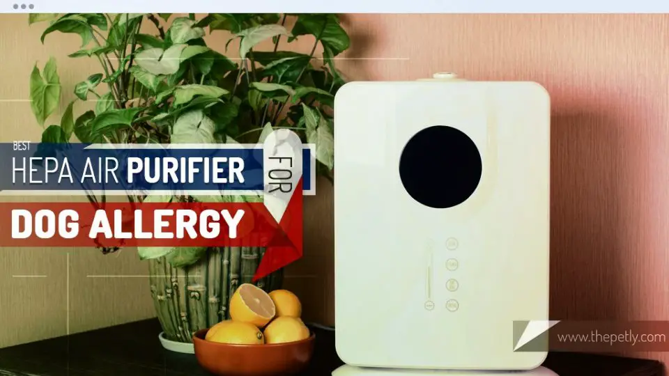 best air purifier for dog allergies