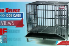 a strong dog cage