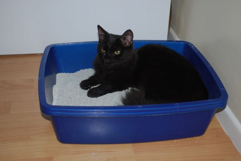 black cat lying in litterbox