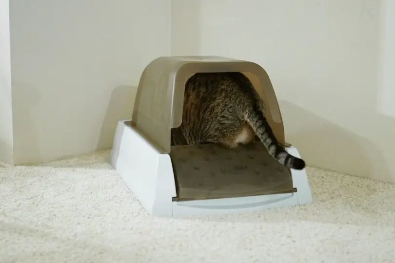 cat entering enclosed litter box