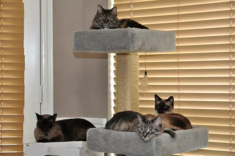 large cat tree with multiple cats