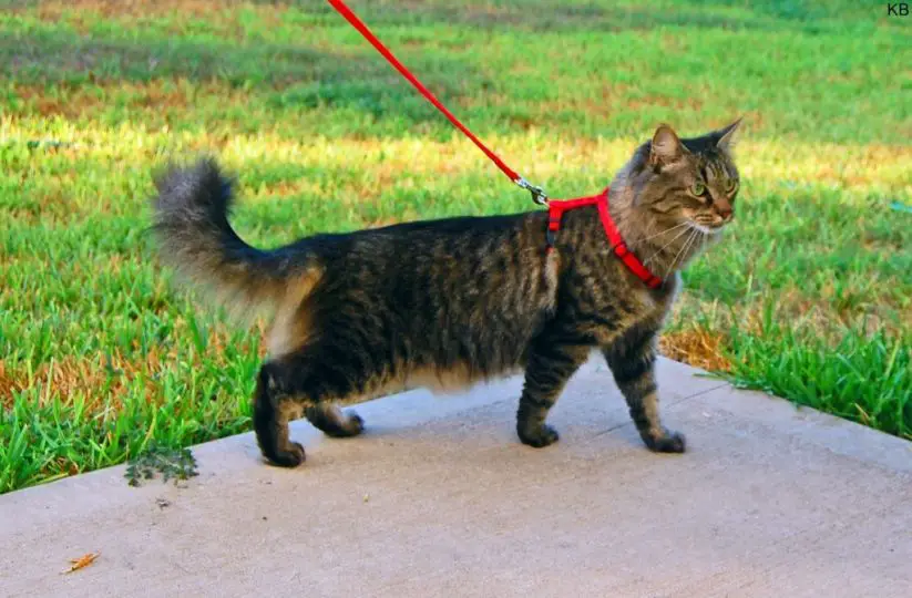 cat on red harness